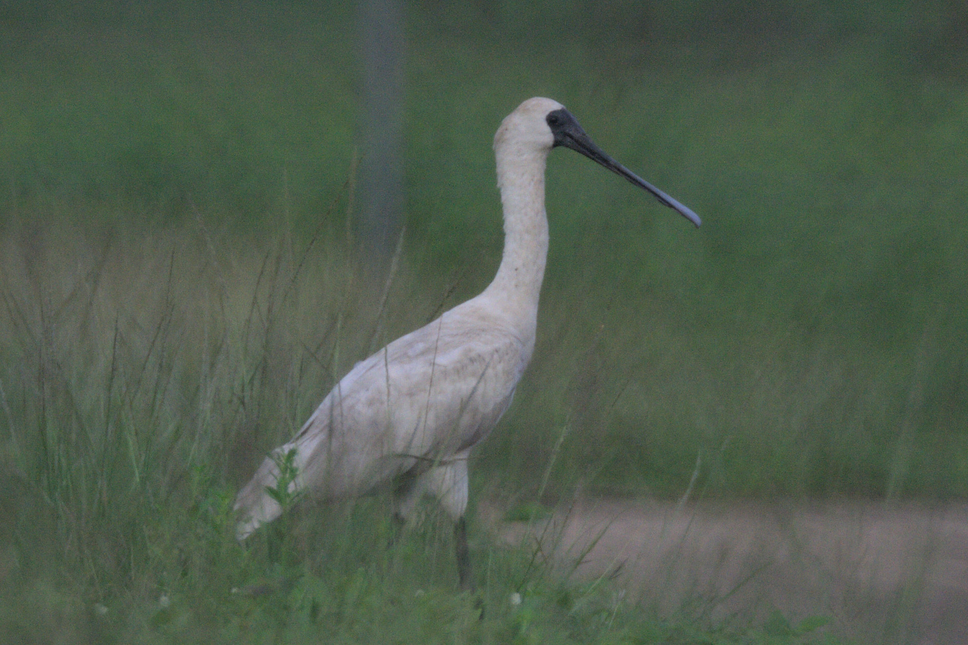 spoonbill-jpg.115134