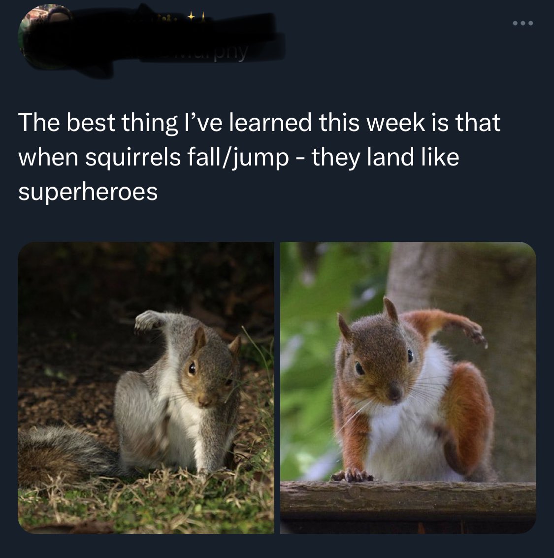 squirrel.jpg