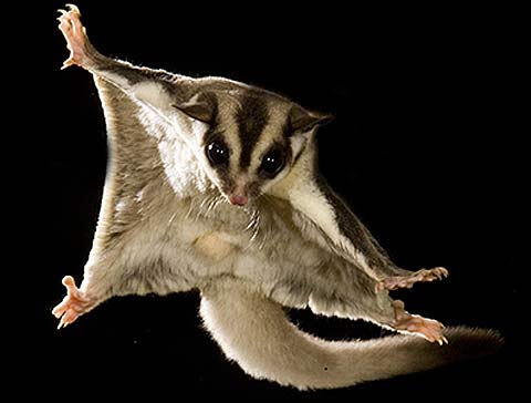 sugar-glider-matrix-nice-tail.jpg