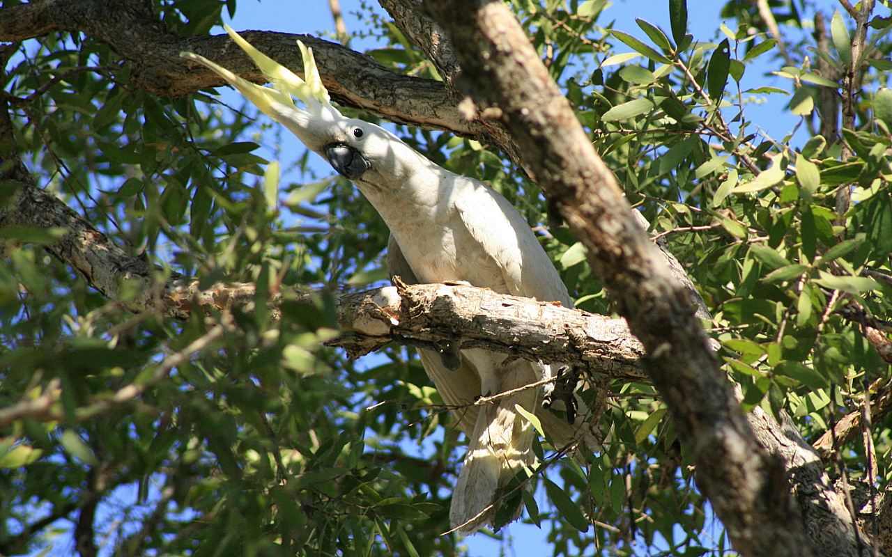 SulphurCrestedCockatoo.jpg