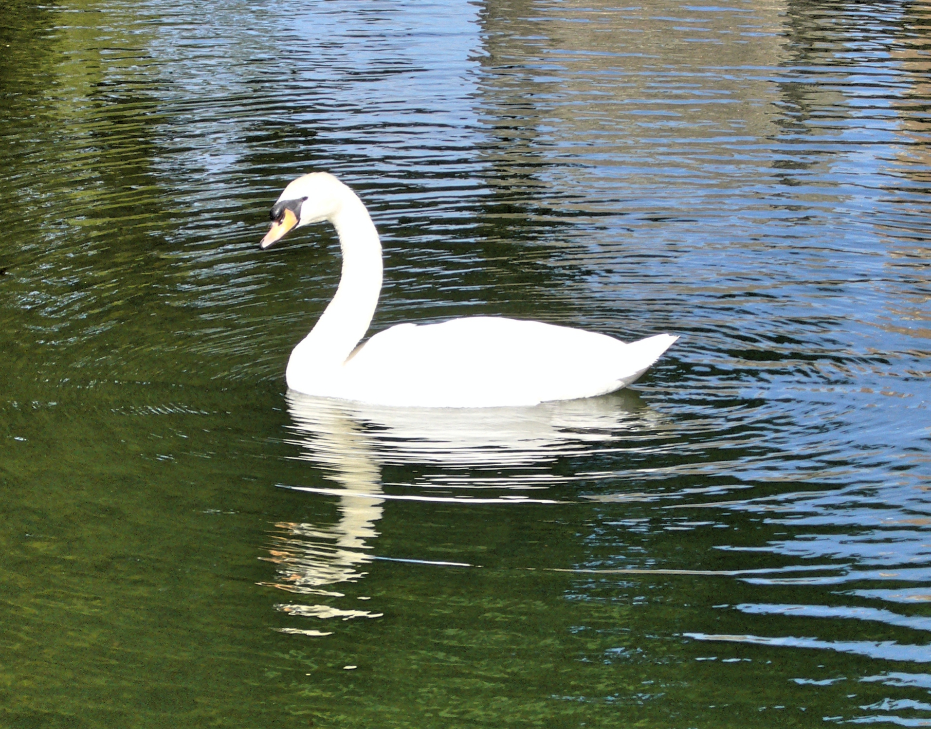 swan01.jpg