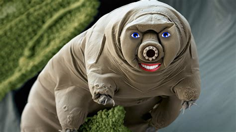 Tardigrade.0.3.png