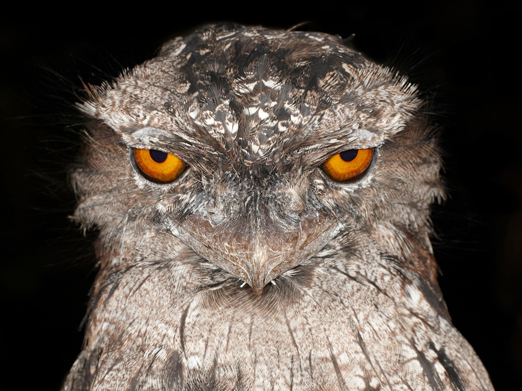 tawny-frogmouth-jpg.90319