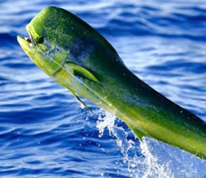 the-bahamas-dorado-mahi-mahi_orig.jpg