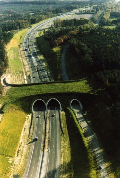 The-Netherlands-Ecoduct-over-Highway-A50.jpg