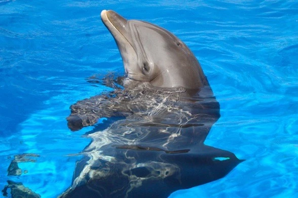 the worlds oldest captive dolphin.webp