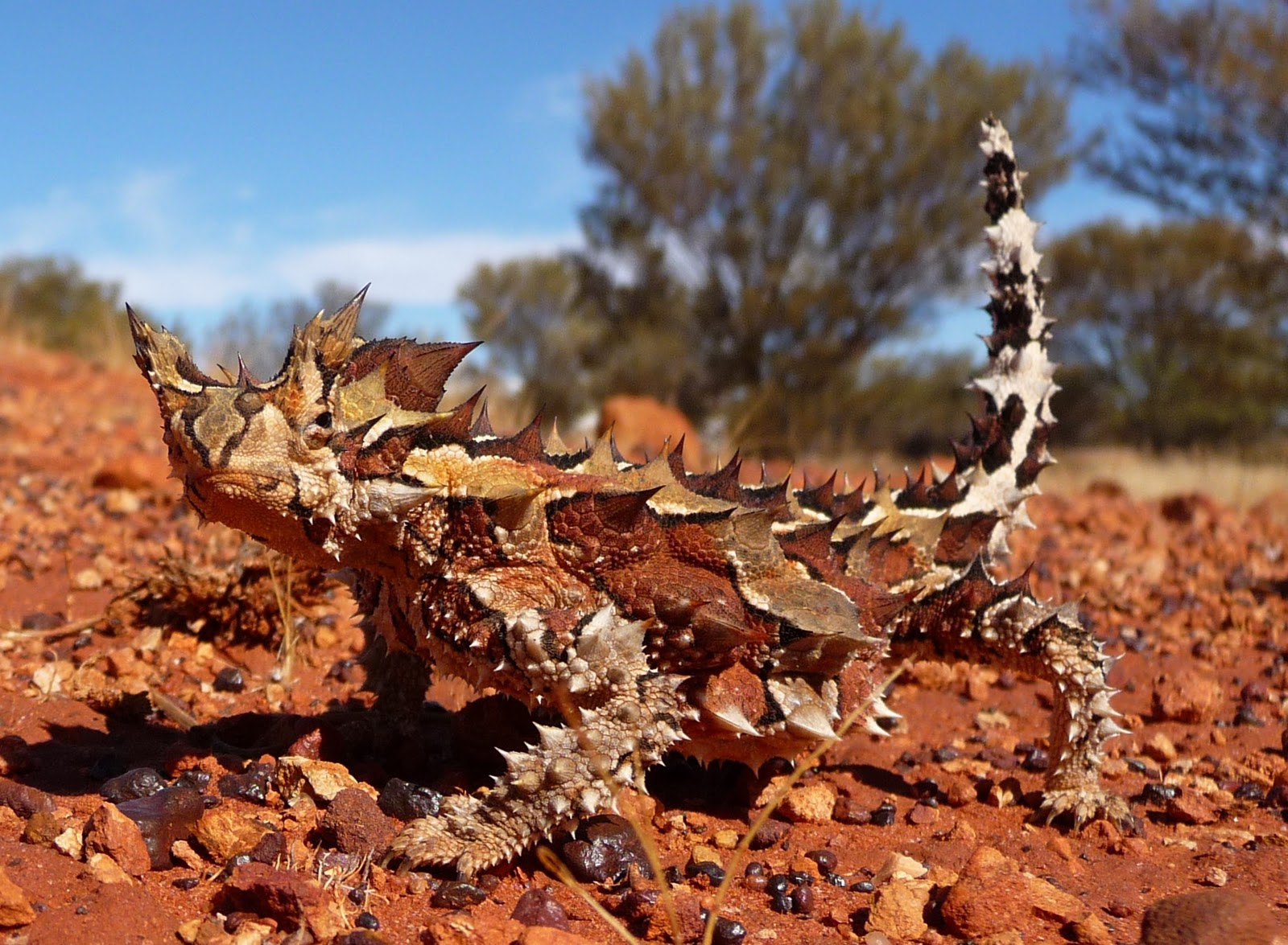 Thorny_Devil_-_Christopher_Watson.jpg