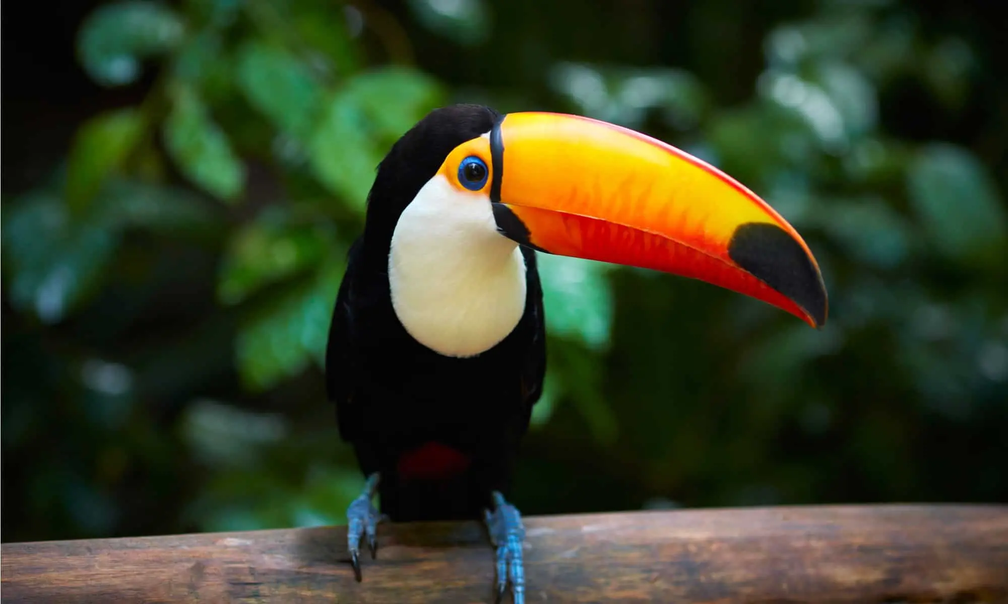 Toco-Toucan-in-a-tree.webp