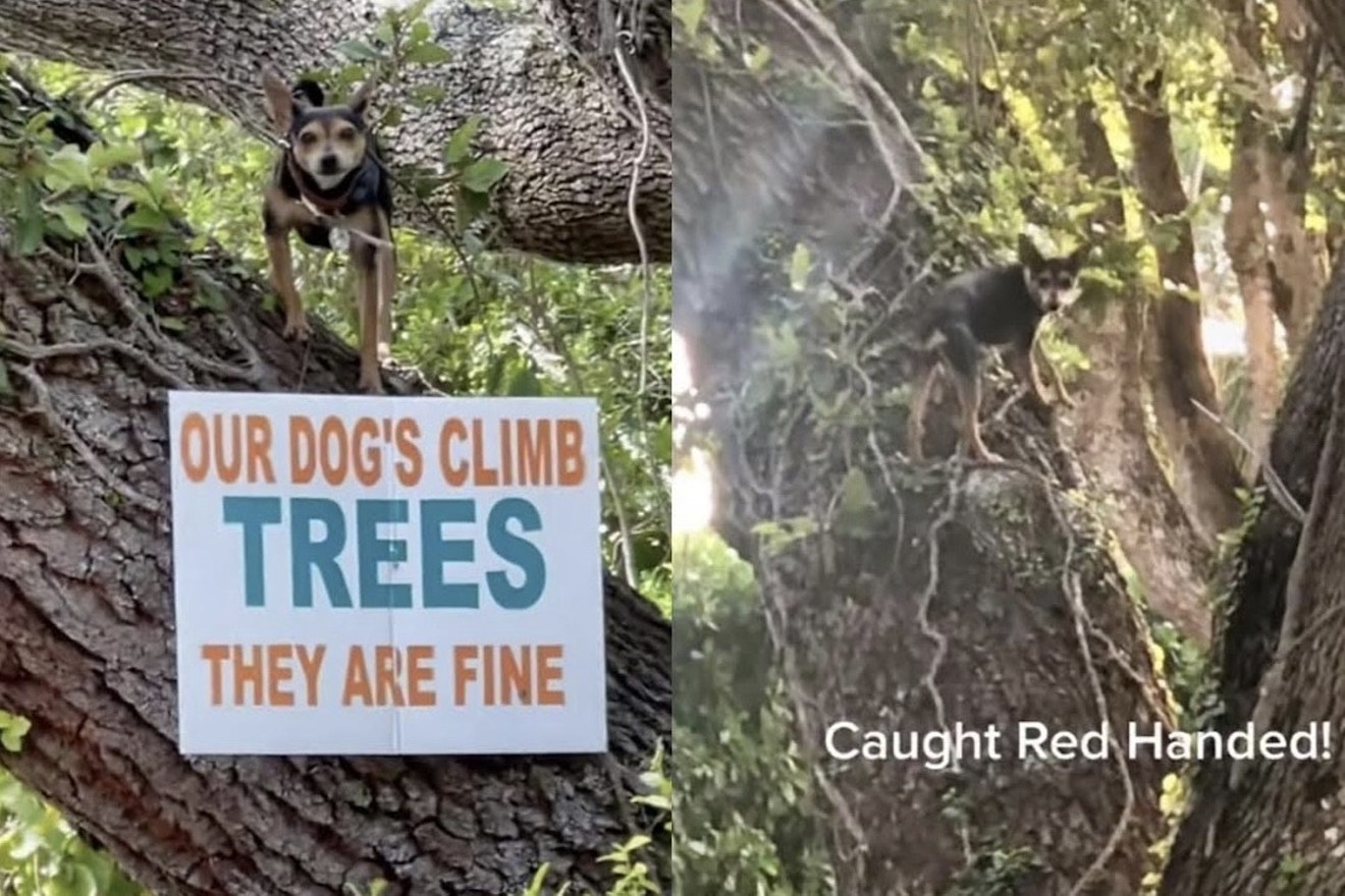 tree_climbing_dog_chihuahua_screenshots_tiktok.jpeg