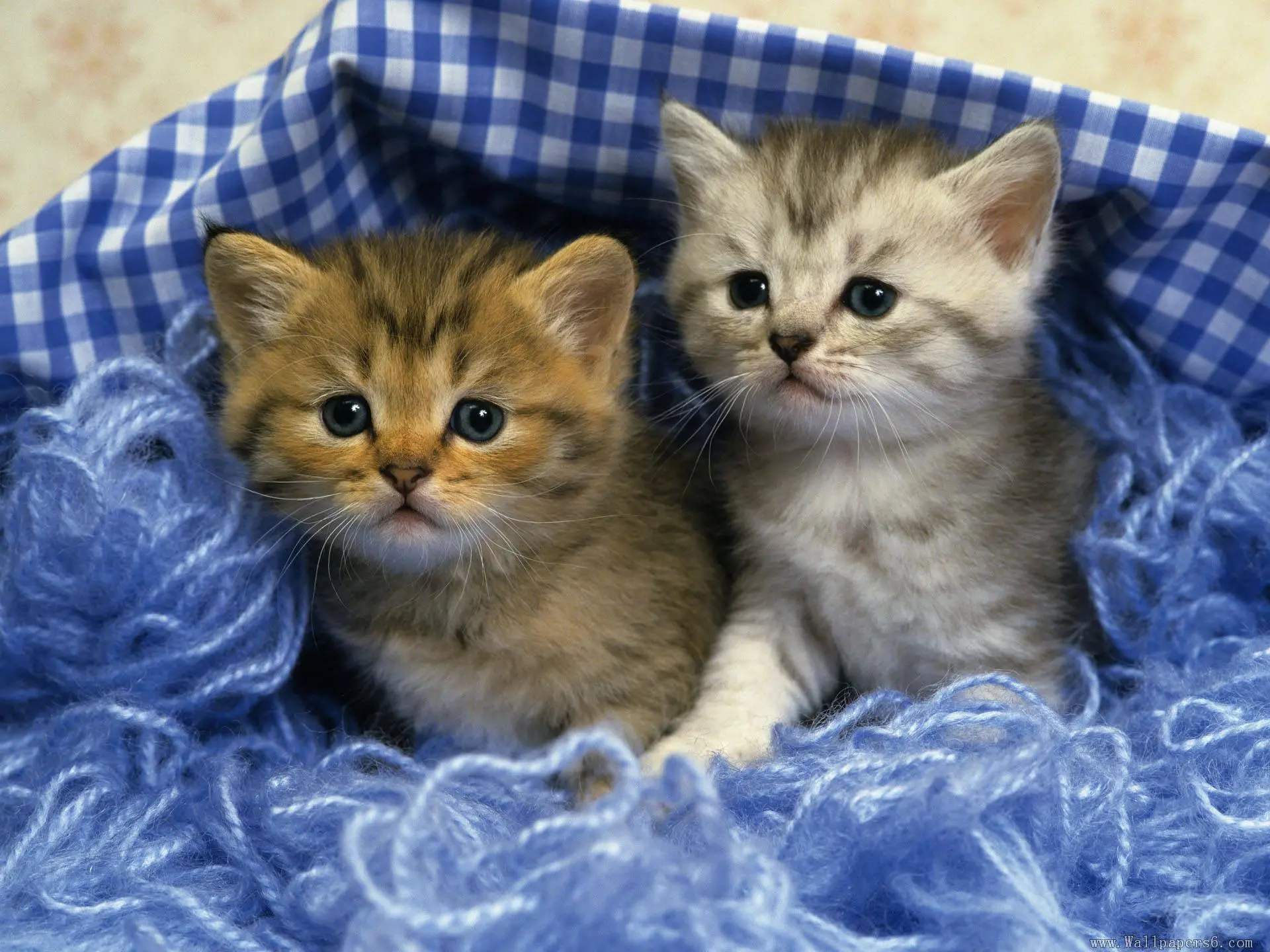 two-cute-kittens-1080P-wallpaper.webp