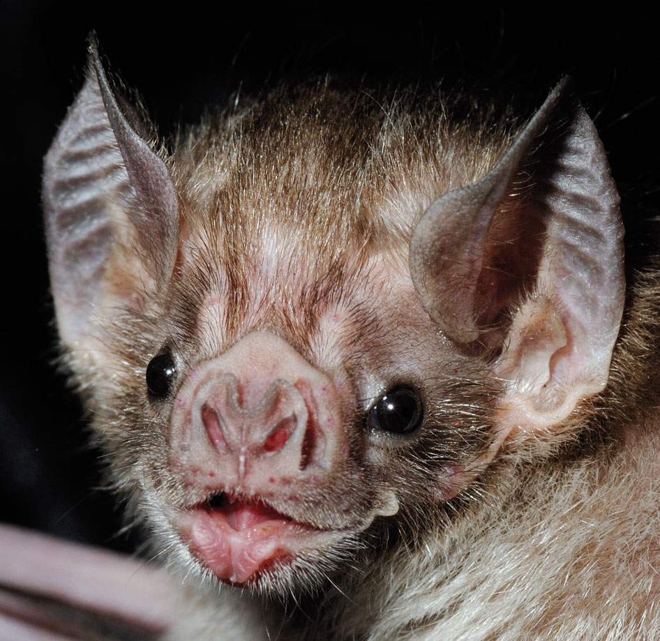 vampire-bat.jpg