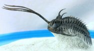 walliserops-trifurcatus-trilobite.jpg