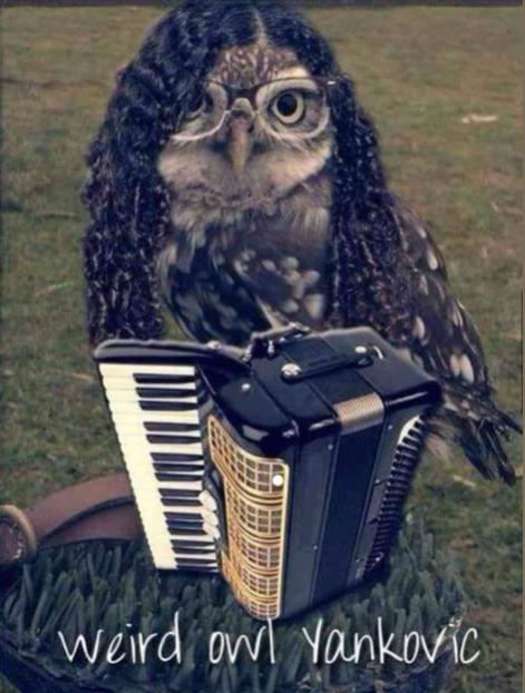 Weird Owl Yankovic.jpg