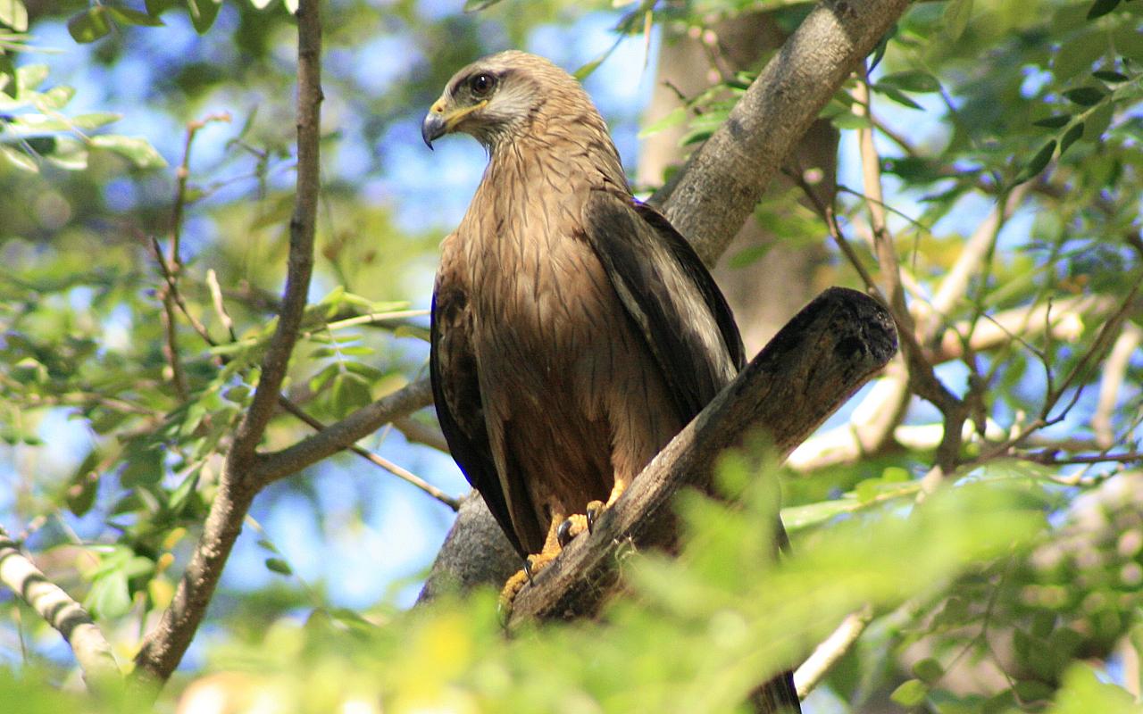 WhistlingKite2.jpg