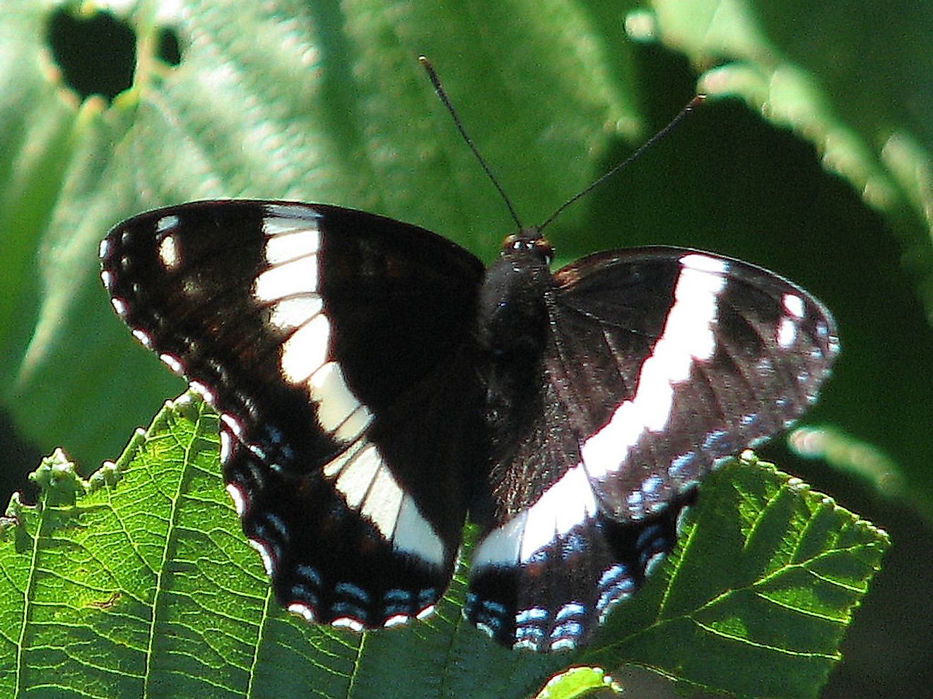 white-admiral.jpg