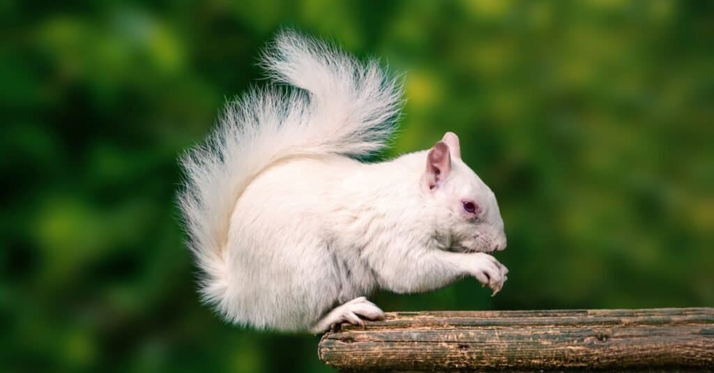 White-Animals-White-Squirrel-1024x535.jpg