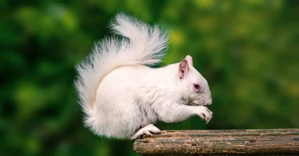 White-Animals-White-Squirrel-1024x535.webp