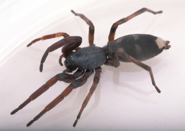 White-tailed-spider.jpg