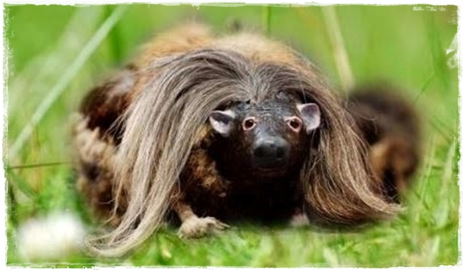 wild-haggis.jpg