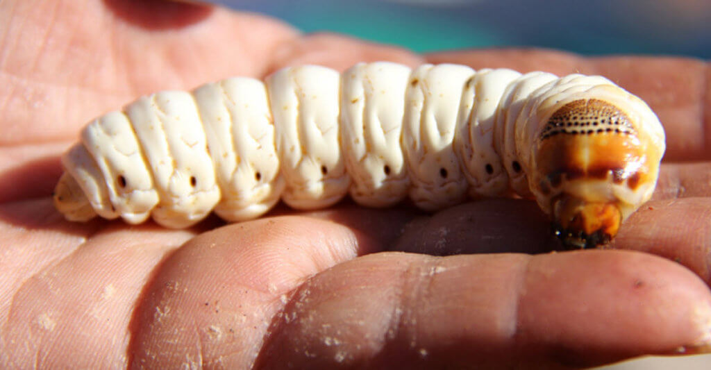 Witchetty-grub-1024x533.jpg