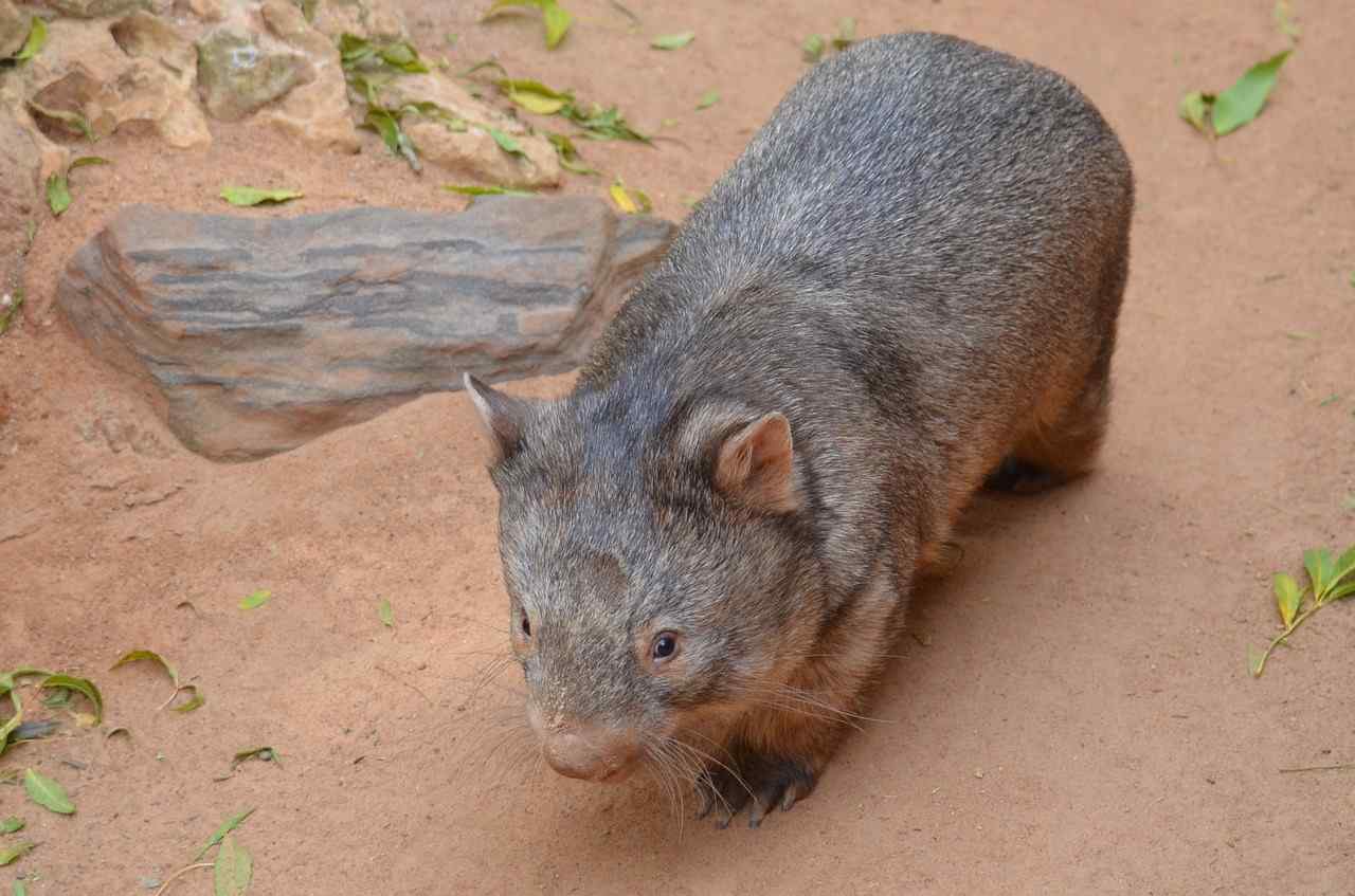 Wombat-1.jpg