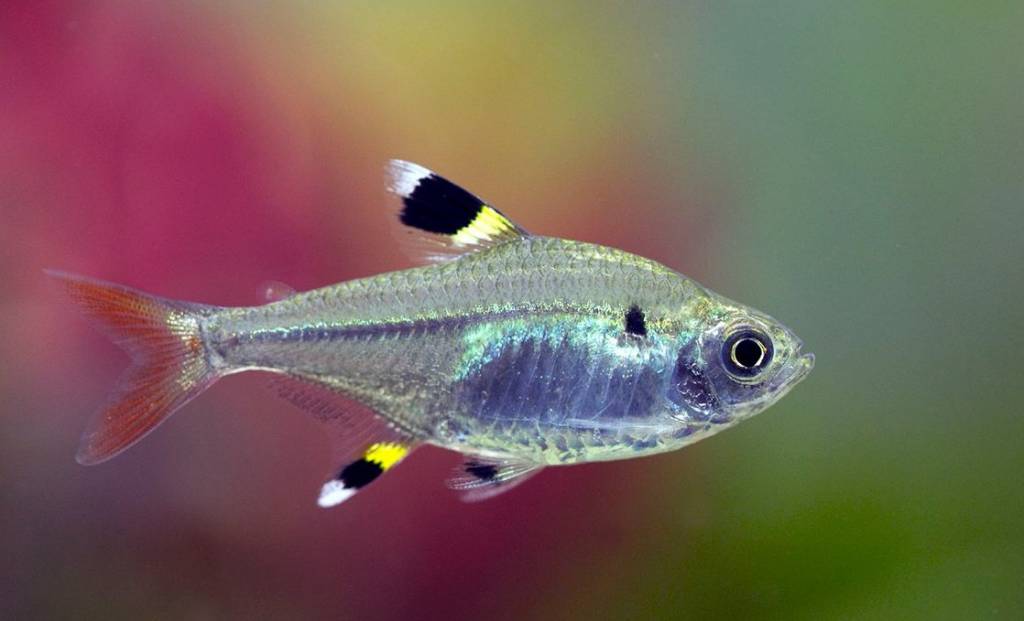 x-ray-tetra-pristella-maxillaris.jpg