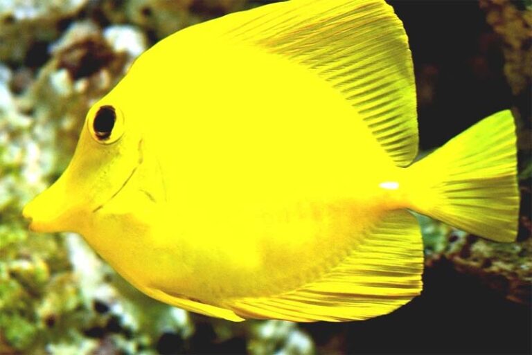 yellow-tang-768x513.jpg