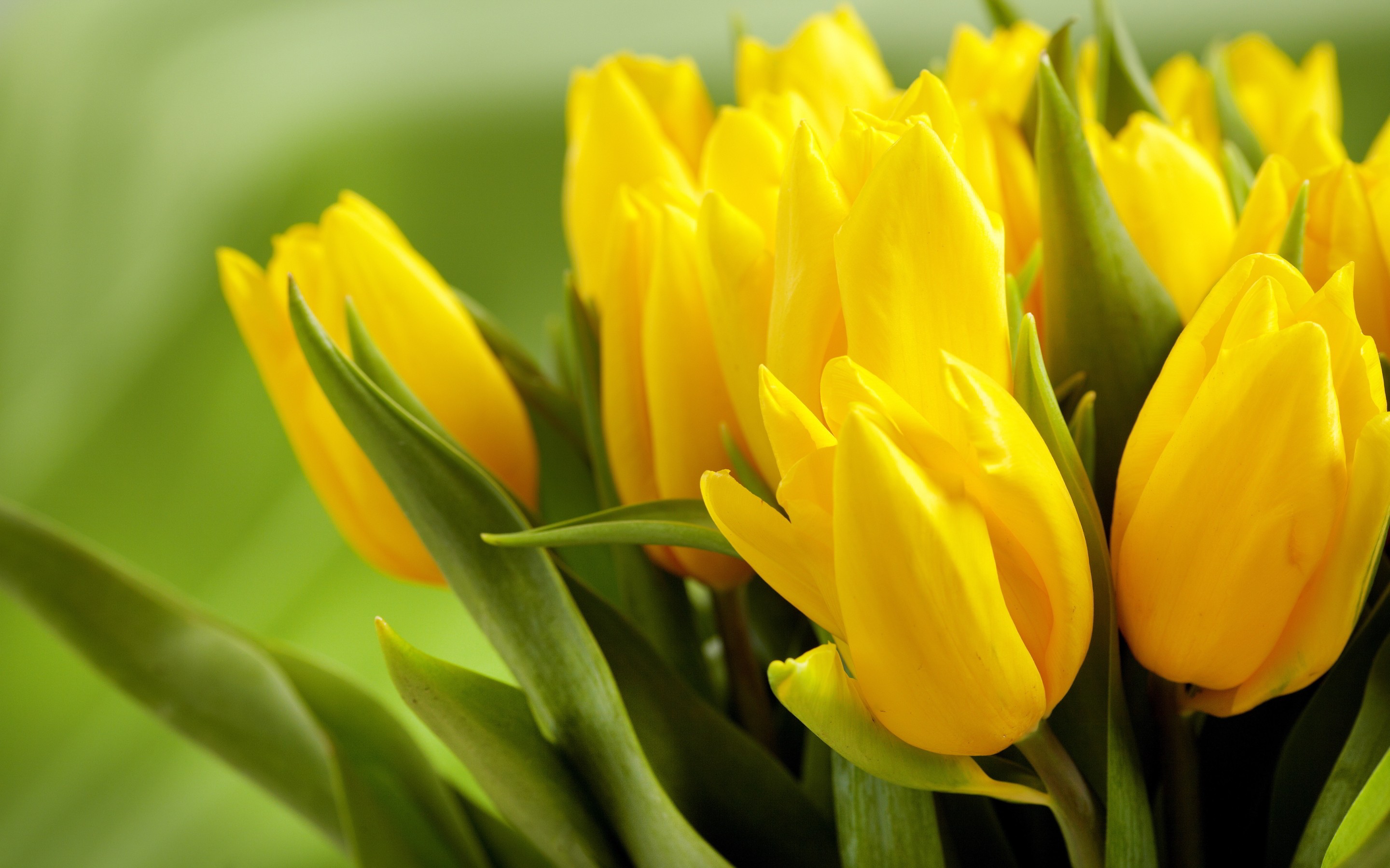 Yellow-Tulips-HD-Wallpaper.jpg