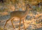 damara_dik-dik.jpg