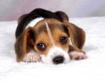 219215_beautiful_beagle_puppies_photo_1_img.jpg