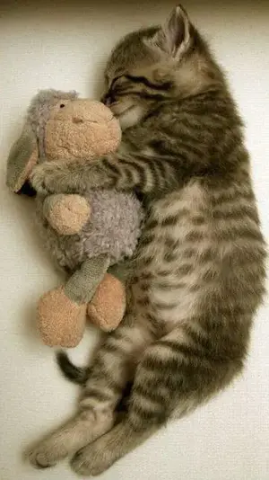 kity and stuffed animal.webp