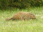 woodchuck seen on wanamassa.us.jpg