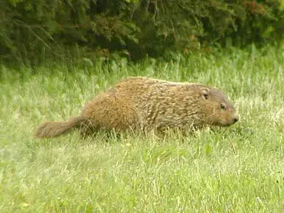 woodchuck seen on wanamassa.us.webp