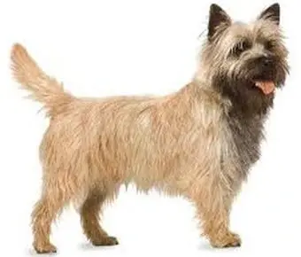 Cairn-Terrier.webp