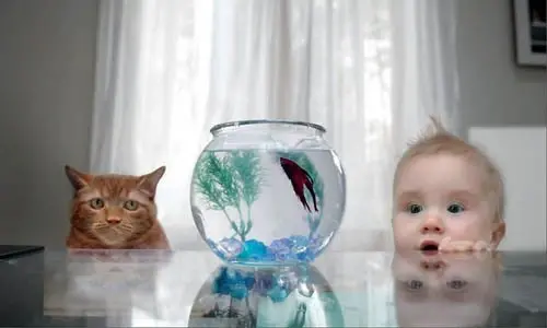 cat-fish-baby.webp