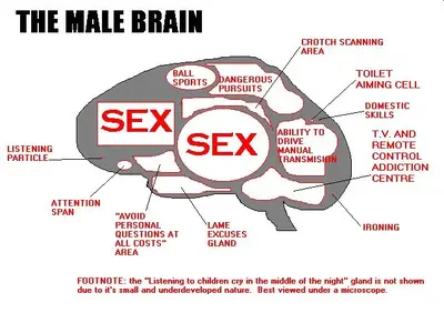 Malebrain.webp