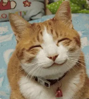 smiling cat.webp