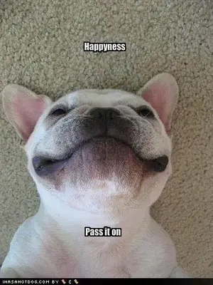 funny-dog-pictures-dog-wants-you-to-pass-on-his-happiness.webp