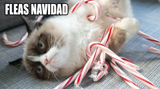 grumpy cat xmas.webp