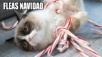 grumpy cat xmas.jpg