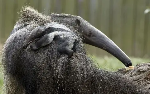 baby anteater image atlantic wire.webp