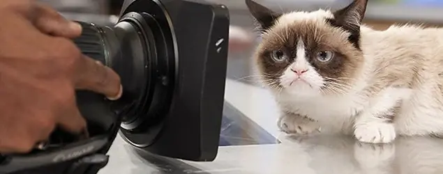 grumpy cat by getty images.webp