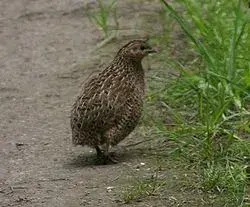 250px-Brown_Quail.webp