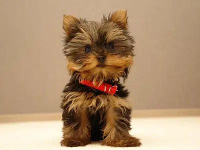 lovely-yorkshire-terrier-photo.webp