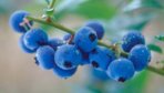 Growing-blueberries-pictureshunt.com_.jpg