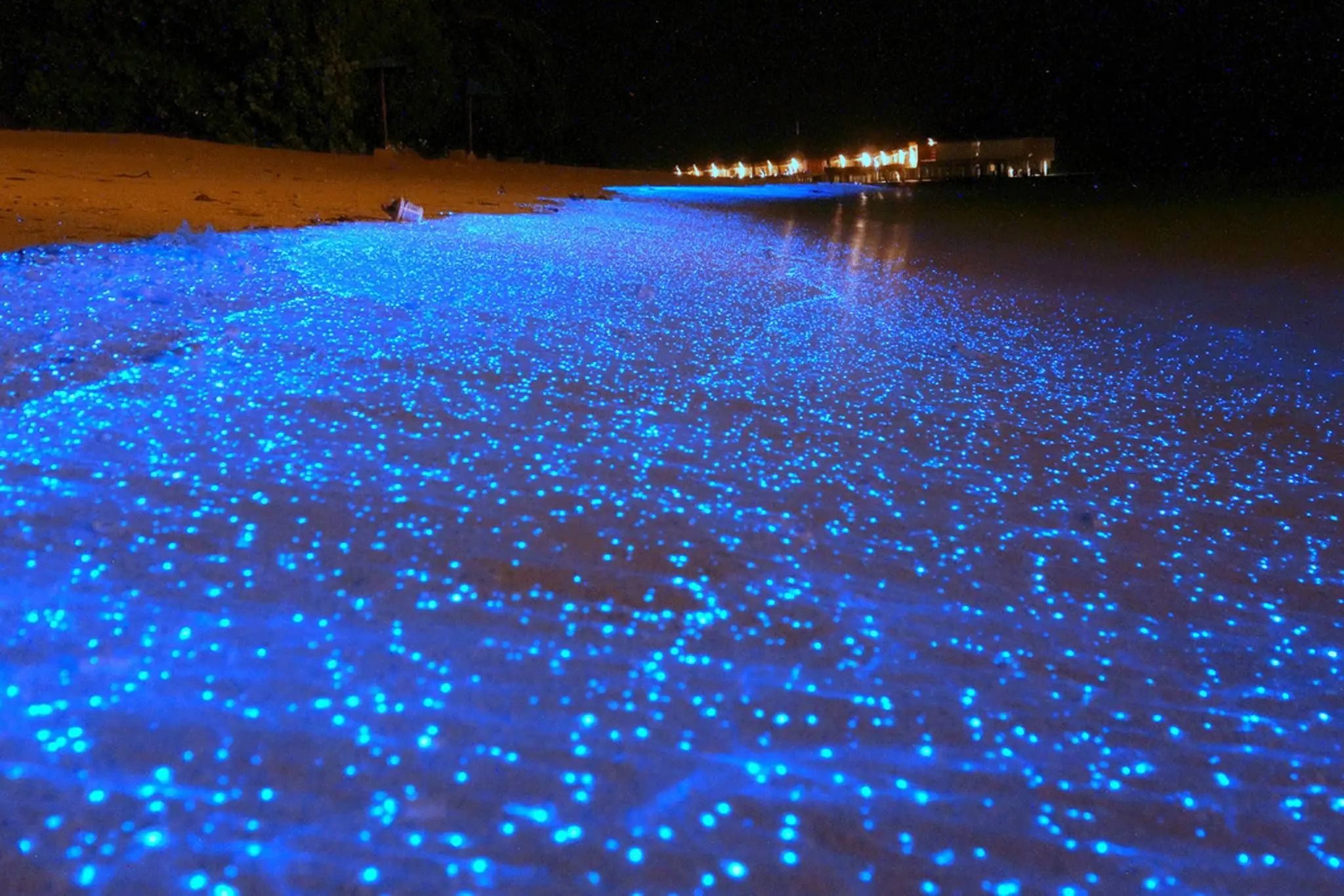 bioluminescence 1.webp