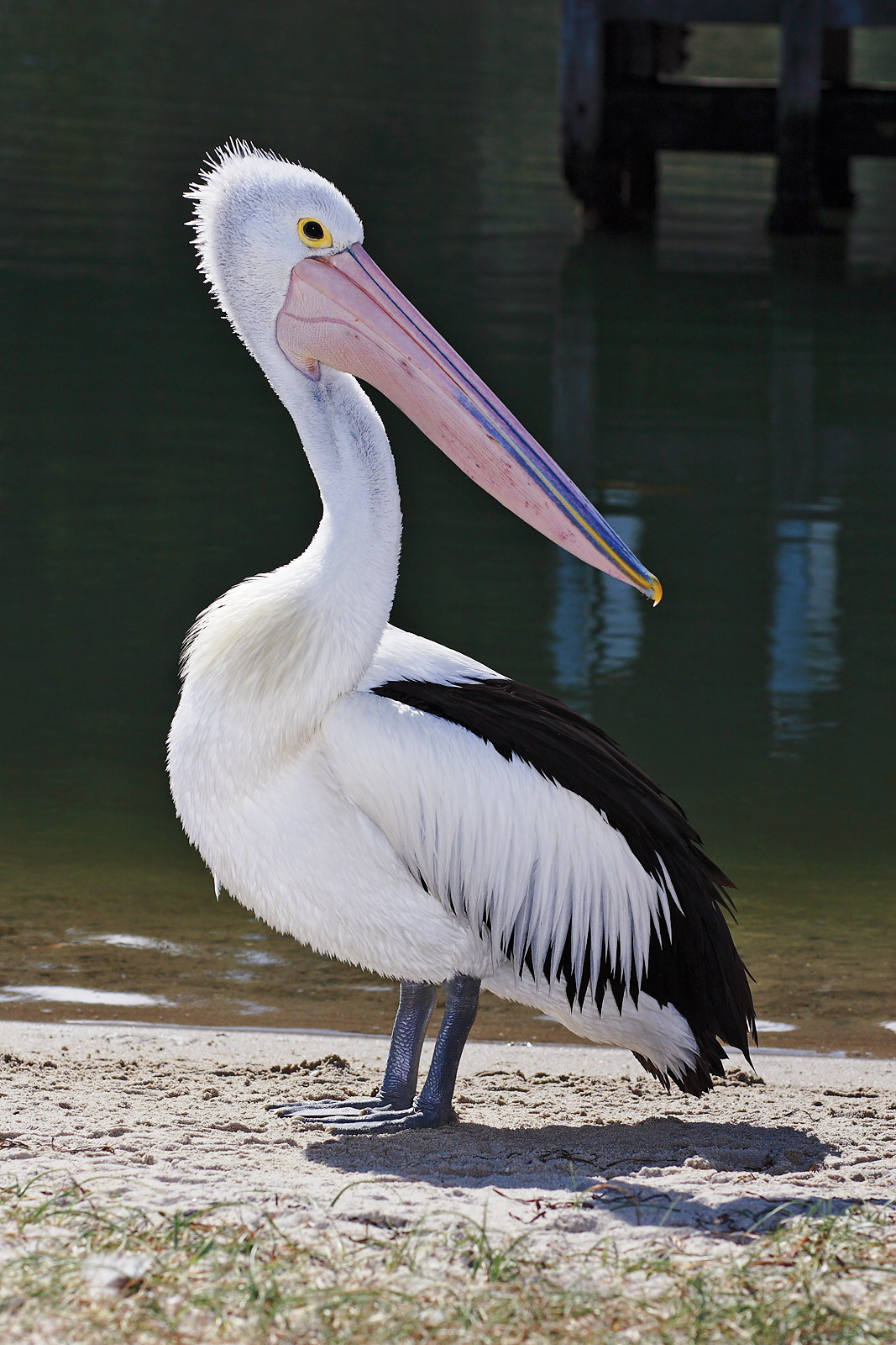 Pelican_lakes_entrance02.jpg