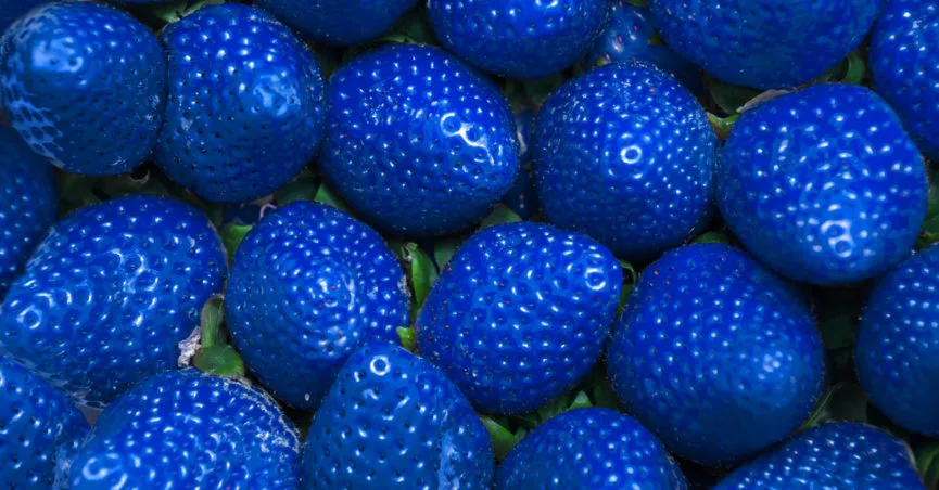 blue_strawberries_feature-865x452.webp