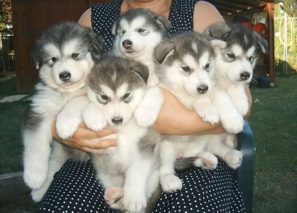 Malamute puppers.webp