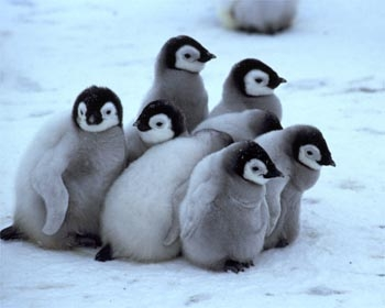 Baby penguins.webp